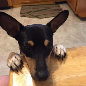 Meet your Posher, James